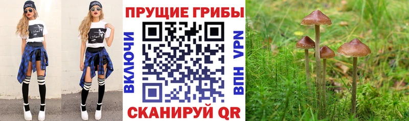 сайты даркнета Telegram Калач-на-Дону Галлюциногенные грибы MAGIC MUSHROOMS